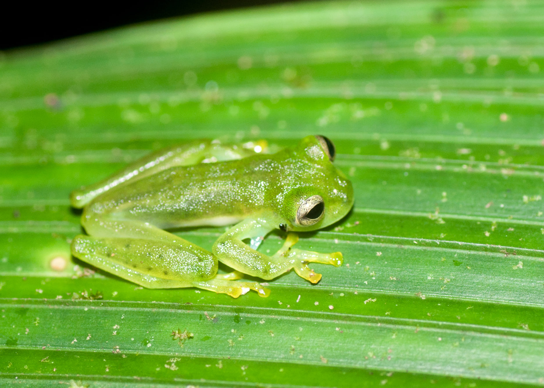 Emerald Glassfrog at Tesoro Escondido